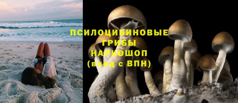 Галлюциногенные грибы Psilocybine cubensis  Северская 